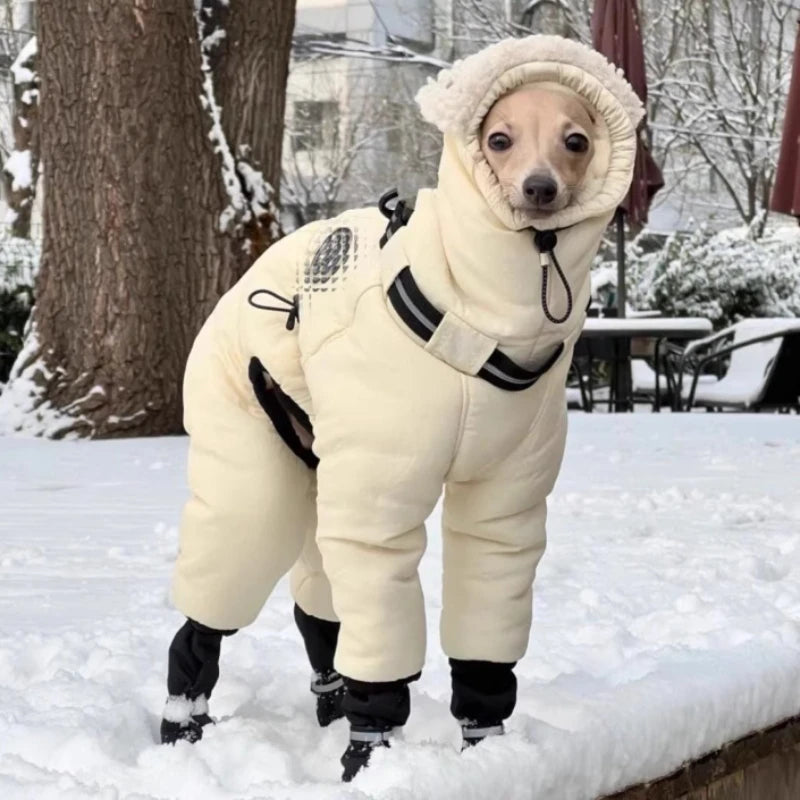 Dog snowsuit outdoors in winter