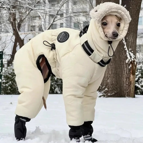 Dog wearing cream winter snowsuit in the snow