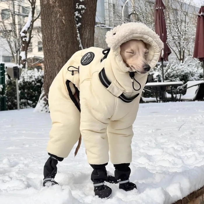 Dog walking in the snow wearing the snowsuit